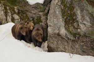 en svart Björn brun grizzly familj porträtt i de snö medan ser på du foto