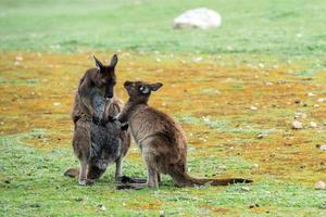 känguru mor medan kissing nyfödd son foto