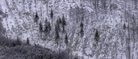 panorama se av en sluttning med träd foto
