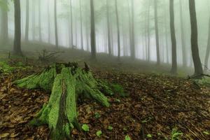 vår skog och dimma foto