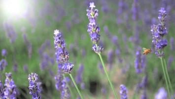 lavendelfält blommar i Hokkaido Japan för att koppla av på sommaren eller våren. foto