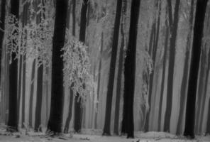 vinter- träd trunkar foto