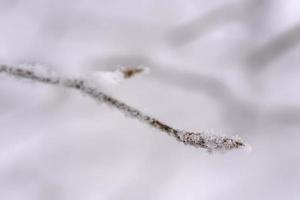 närbild se av vinter- snö täckt bok kvist foto