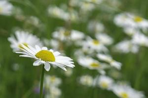 vit tusensköna blomma foto