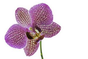 lila blomma orkide foto