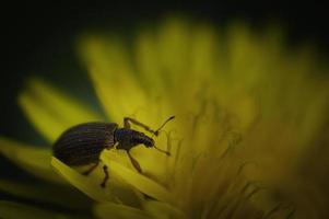 caridae beatle curculionoidea foto