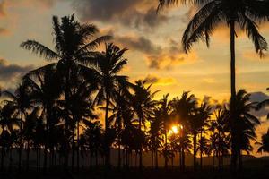 palmträd vid vacker solnedgångstid foto