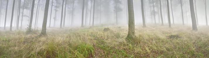 bok skog och dimma foto