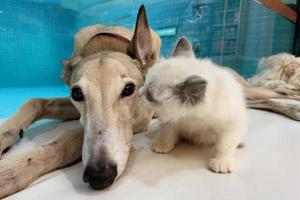 katt och hund tillsammans på golv inomhus. fluffig vänner. lång hår katt kyss vinthund hund foto