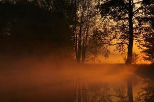 morgon- gryning i skog foto