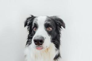 rolig studio porträtt av söta leende hundvalp border collie isolerad på vit bakgrund. ny härlig familjemedlem liten hund som tittar och väntar på belöning. husdjursvård och djurkoncept. foto