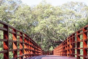 trä- trottoar är en väg för studerar de natur av de mangrove skog på stupa i de mitten av flod i rayong. foto