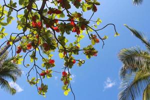 palmträd och Bengal mandelblad mot blå himmel foto