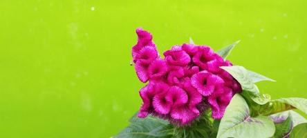 löv, kyckling hårkam blomma och löv på en grön bakgrund foto