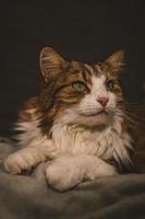 porträtt av en katt med grön ögon foto
