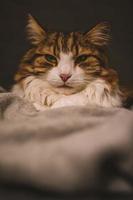 porträtt av oförskämd katt foto