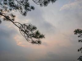 silhuett träd med soluppgång i de morgon- på topp av phu kradueng berg nationell parkera i loei stad thailand.phu kradueng berg nationell parkera de känd resa destination foto