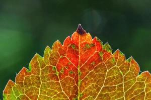 närbild naturlig höst höst makro vy av röd orange löv glöd i solen på suddig grön bakgrund i trädgården eller parken. inspirerande natur oktober eller september tapeter. årstidsbyte koncept. foto