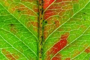 närbild höst falla extrem makro textur se av röd orange grön trä ark träd blad glöd i Sol bakgrund. inspirera natur oktober eller september tapet. förändra av säsonger begrepp. foto