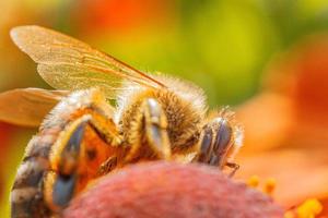 honung bi täckt med gul pollen dryck nektar, pollinerande orange blomma. inspirera naturlig blommig vår eller sommar blomning trädgård bakgrund. liv av insekter. makro stänga upp selektiv fokus. foto