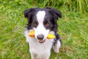 utomhus- porträtt av söt leende hund gräns collie innehav räfsa på trädgård bakgrund. rolig valp som trädgårdsmästare hämtning räfsa för ogräsrensning. trädgårdsarbete och lantbruk begrepp. foto