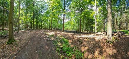 panorama av en skön se in i en tät grön skog med ljus solljus gjutning djup skugga. foto