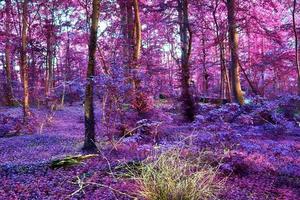 vackert rosa och lila infrarött panorama av ett landsbygdslandskap med en blå himmel foto