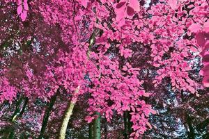 vackert rosa och lila infrarött panorama av ett landsbygdslandskap med en blå himmel foto