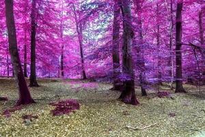 skön rosa och lila infraröd panorama se in i en skog landskap. foto