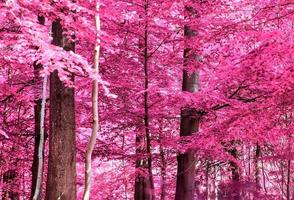 vackert rosa och lila infrarött panorama av ett landsbygdslandskap med en blå himmel foto