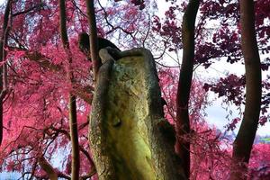 vackert rosa och lila infrarött panorama av ett landsbygdslandskap med en blå himmel foto