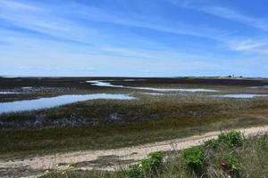 kärr och tidvattens- flats längs cape torsk foto