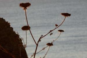 torkades blommor på de katalansk medelhavs kust, Spanien foto