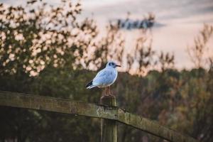 fågel vilar i trä- staket foto
