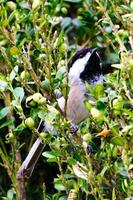 svart capped chickadee utseende upp till de himmel foto