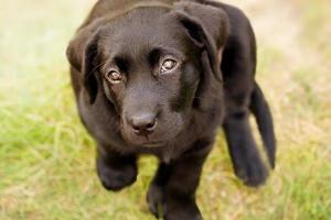 labrador retriever hund. en svart labrador valp på en bakgrund av grön gräs. foto