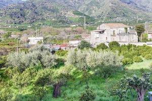 citrus- fruktträdgård i bakgård av urban hus, sicilien foto