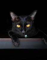 porträtt svart katt på tabell med svart bakgrund foto