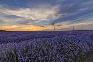 skön landskap av lavendel- fält på solnedgång med dramatisk himmel foto