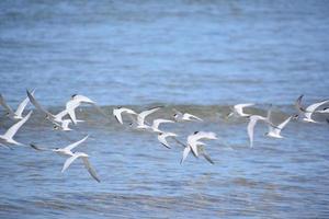 grupp av flygande rör plovers över de hav foto