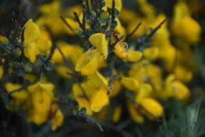 underbar stänga upp se på en blomning allmänning kvast foto