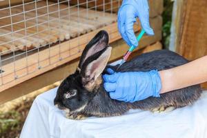 veterinär kvinna med spruta hålla och injicera kanin på ranch bakgrund närbild. kanin i veterinärens händer för vaccination i naturlig ekogård. djurvård och ekologiskt jordbruk koncept. foto