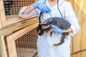 veterinär kvinna med spruta hålla och injicera kanin på ranch bakgrund närbild. kanin i veterinärens händer för vaccination i naturlig ekogård. djurvård och ekologiskt jordbruk koncept. foto