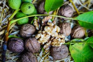 frukt av en valnöt träd juglans regia foto