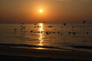 silhuett av brun pelikaner över de atlanten hav på soluppgång i Florida pompano strand florida foto