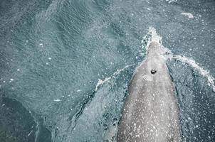 delfin i topp se med blåshål ovan de vatten. foto