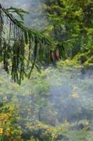 gren av europeisk gran med en par av koner mot de bakgrund av en dimmig barr- skog foto