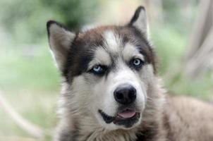 arktisk malamute med blå ögon munkorg porträtt stänga upp. detta är en ganska stor hund inföding typ foto