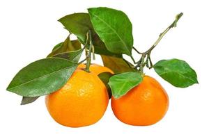 kvistar med färsk abchasiska mandariner isolerat foto