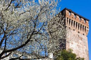blomstrande körsbär träd och torre di porta castello foto